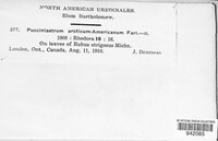 Aculeastrum arcticum image